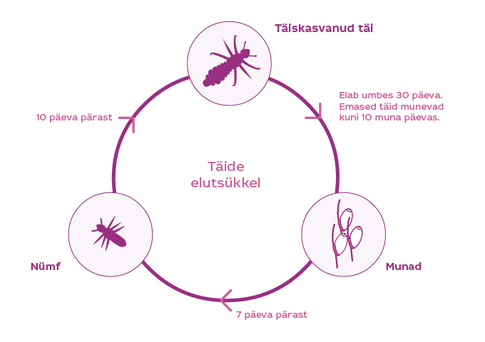 louselifecycle